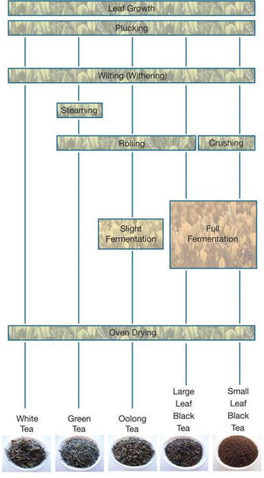 383xNxielts-process-diagram-tea.jpg.pagespeed.ic.IyFRrkA7P5.jpg